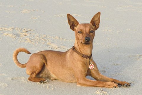 Zwergpinscher Zwergpinscher