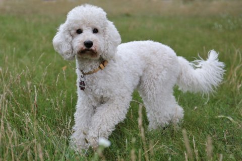 Zwergpudel Zwergpudel