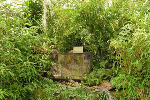 Glasvitrine in dichter Dschungeldekoration