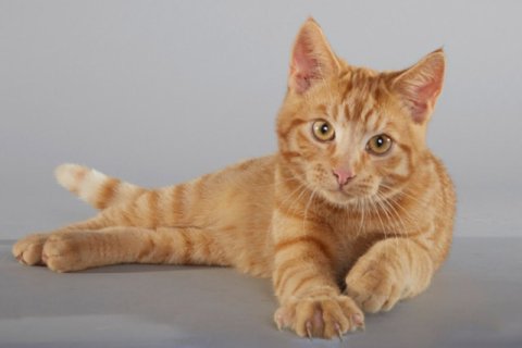 Hauskatze rot Hauskatze rot