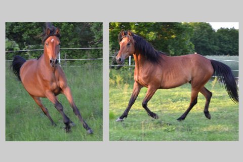 Halbblutaraber Halbblutaraber