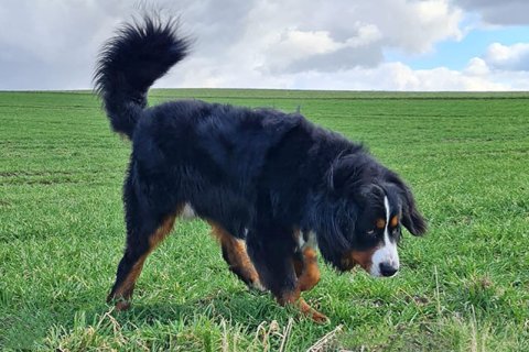 Berner Sennenhund Berner Sennenhund