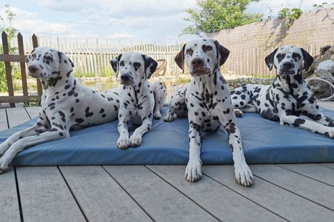 8 Dalmatiner 8 Dalmatiner