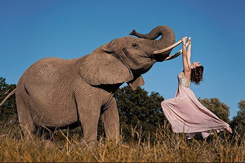 Fotostunde mit Elefant