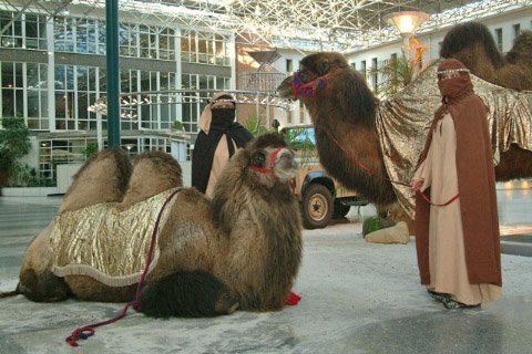 Tierevent mit Kamelen