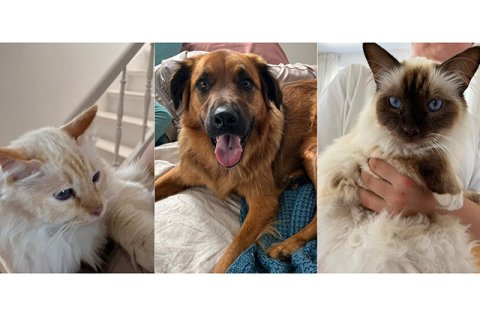 Hund und Katze Hund und Katze