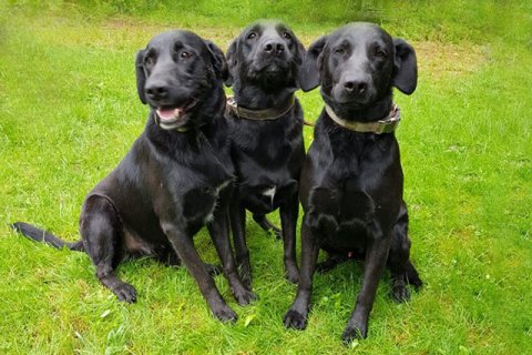 Labrador Labrador