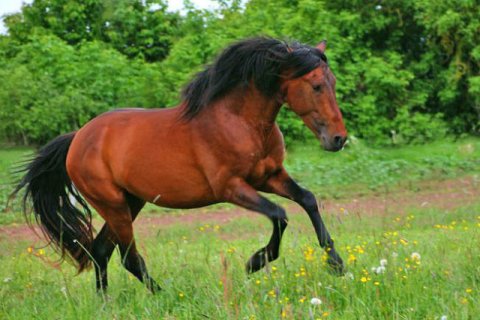 Andalusier Andalusier