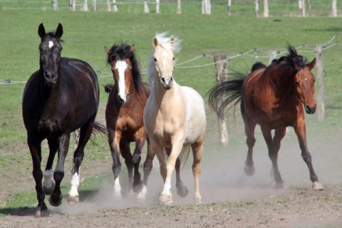 4 Filmpferde 4 Filmpferde