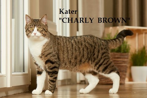 Kater Charly Brown Kater Charly Brown