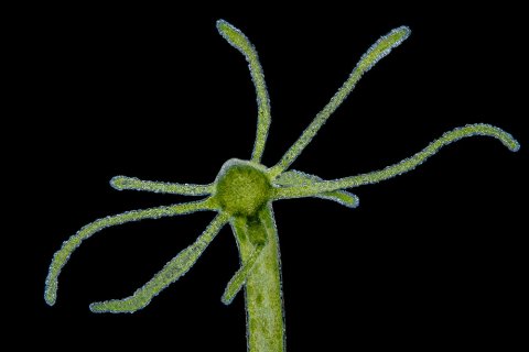 Mikroskop Tiere Mikroskop Tiere