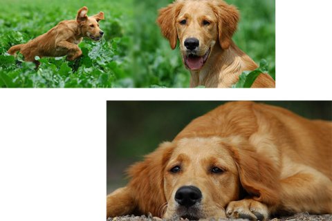Golden Retriever Golden Retriever