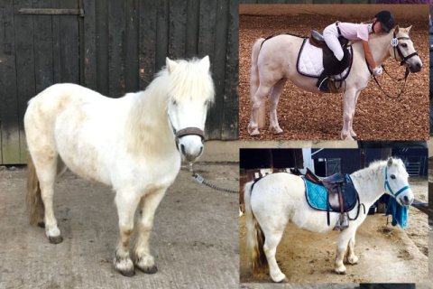 Minipony weiß Minipony weiß