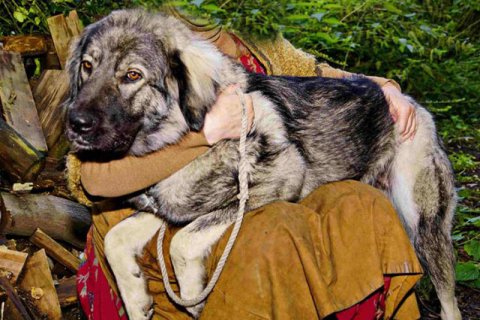 Herdenschutzhund Herdenschutzhund