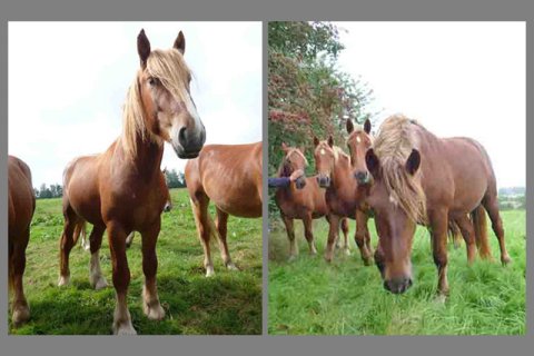 Hannoveraner Hannoveraner