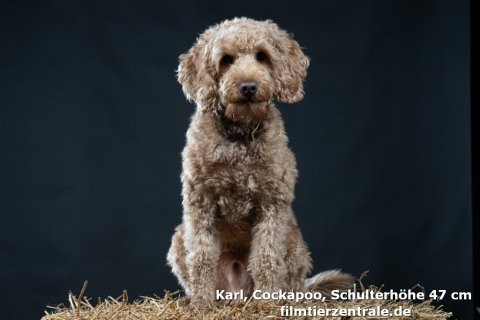 Cockapoo / Karl Cockapoo / Karl