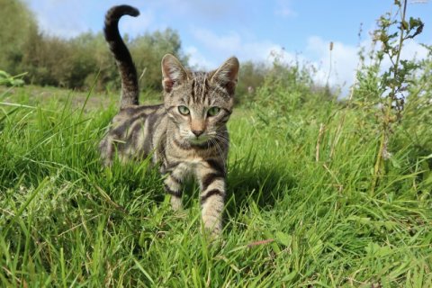 Katzentraining München Katzentraining München