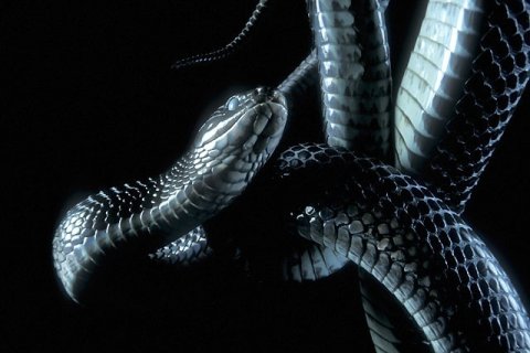 Natter / schwarz Natter / schwarz