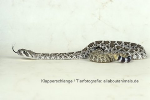 Klapperschlange Klapperschlange
