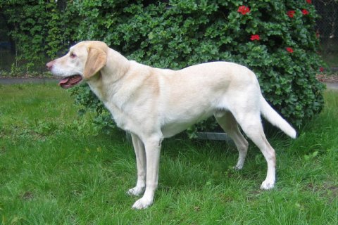 Labrador Labrador