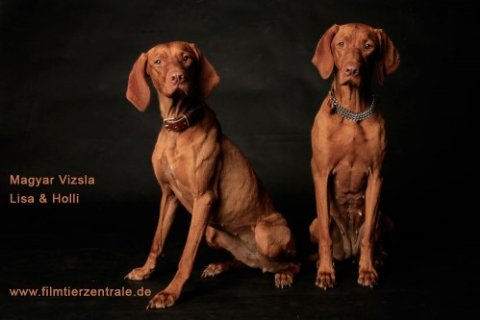 Magyar Vizsla Magyar Vizsla