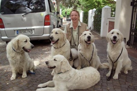 8 Golden Retriever 8 Golden Retriever