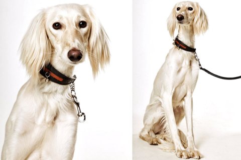 Saluki Saluki