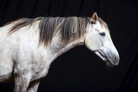 Araber / Schimmel Araber / Schimmel