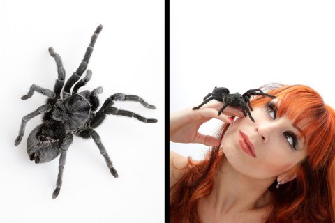 Vogelspinne Katharina Vogelspinne Katharina