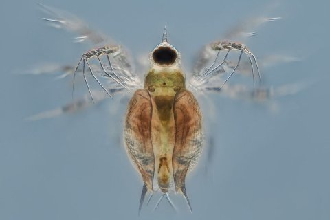 Wasserfloh & Co Wasserfloh & Co