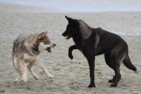 Wolfshunde Wolfshunde