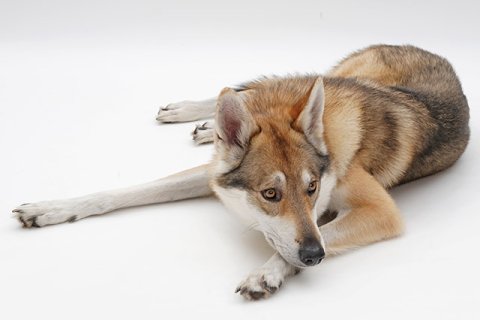 Wolfshund / Wolf Wolfshund / Wolf