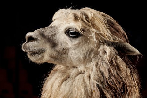 Haustiere / Hoftiere