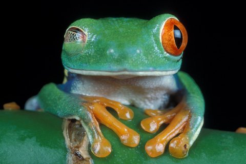 Frösche